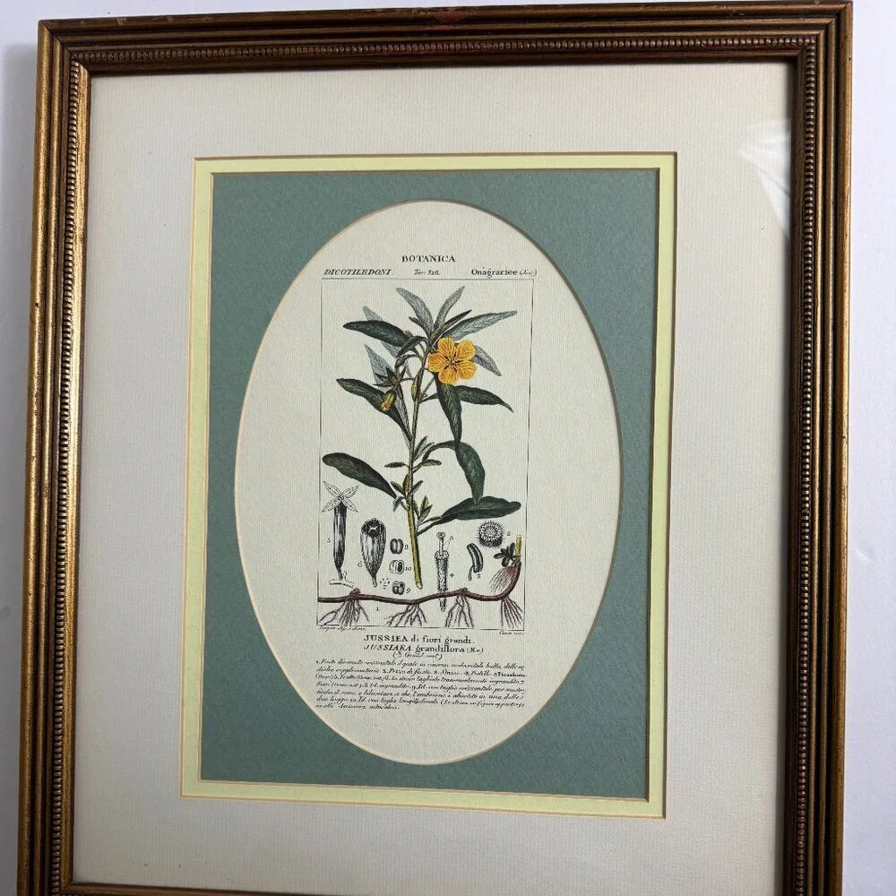 Vintage Reproduction Litho Florales Botanical Art JUSSIAEA Framed